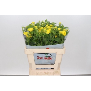 Ranunculus Butterfly Artemis