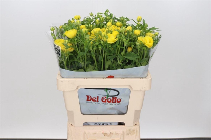 <h4>Ranunculus Butterfly Artemis</h4>