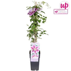 Clematis Piilu P15