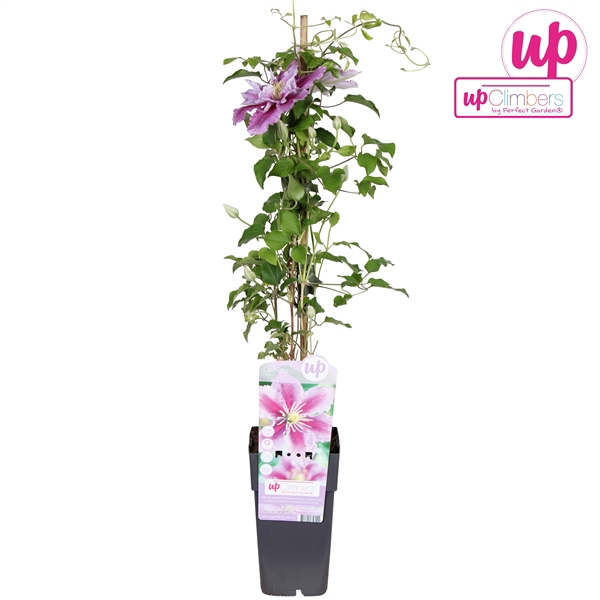 <h4>Clematis Piilu P15</h4>