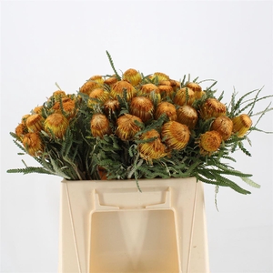 BANKSIA KLEINBLOEMIG