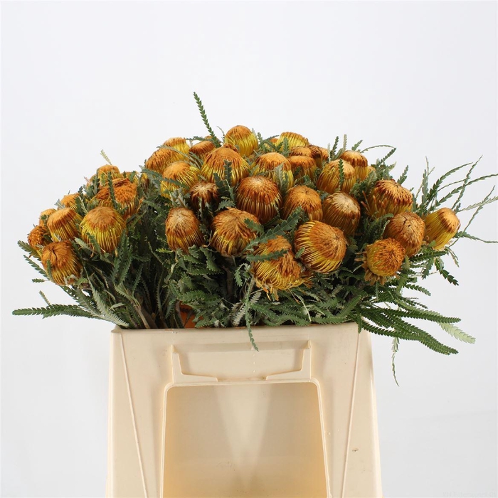 <h4>BANKSIA KLEINBLOEMIG</h4>
