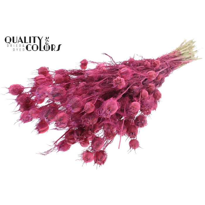 <h4>Nigella per bunch Frosted Cerise</h4>
