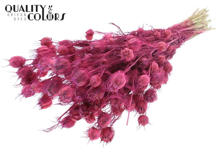 Nigella per bunch Frosted Cerise