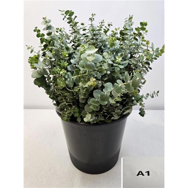 <h4>EUC BABY BLUE PB</h4>