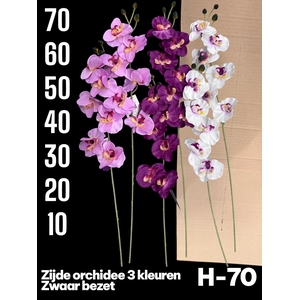 HUIS EN TUINDECO H%