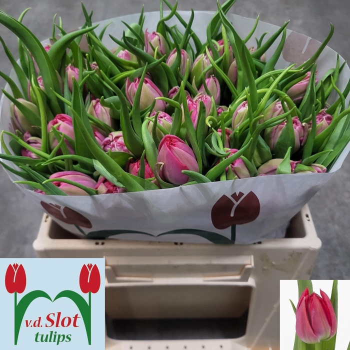 <h4>TU DU FIRST PRICE</h4>