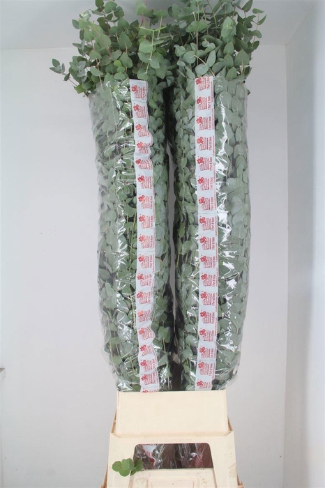 <h4>EUCA CINEREA</h4>