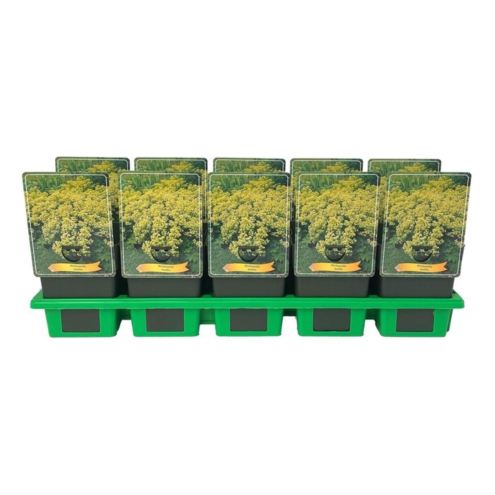 <h4>Alchemilla mollis</h4>