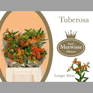 Ascl Tuberosa