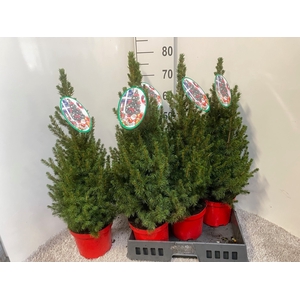 PICEA GL CONICA