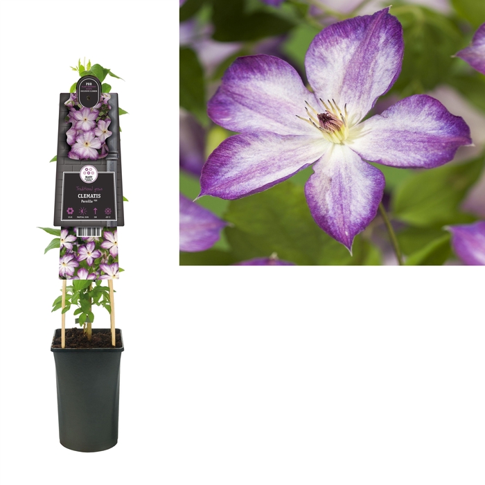 <h4>Clematis Pernille PBR +3.0 label</h4>