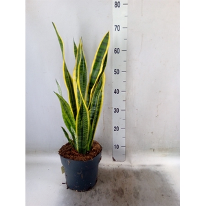 Sansevieria trifa. 'Laurentii'