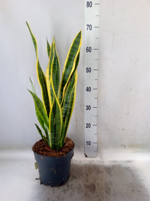 <h4>Sansevieria trifa. 'Laurentii'</h4>