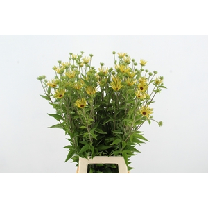RUDBECKIA NITIDA