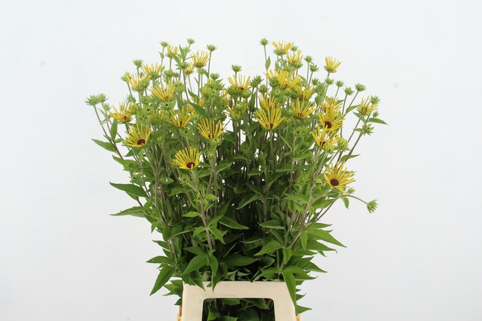 <h4>RUDBECKIA NITIDA</h4>