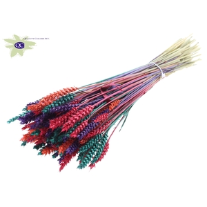 Triticum per bunch Colourful 4