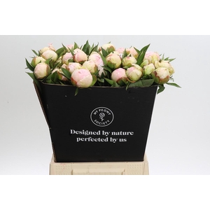 Paeonia Florence Nicholls