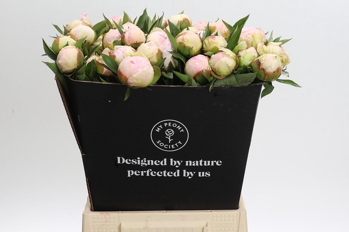 <h4>Paeonia Florence Nicholls</h4>