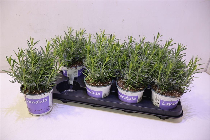 <h4>Lavan An Hidcote</h4>