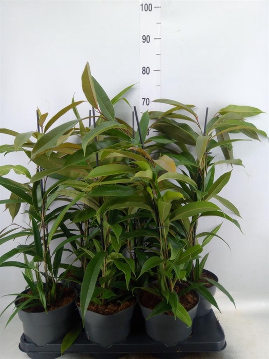 <h4>Ficus binn. 'Amstel King'</h4>