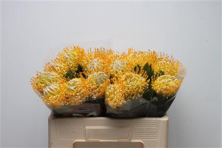 <h4>Leuco Super Gold</h4>