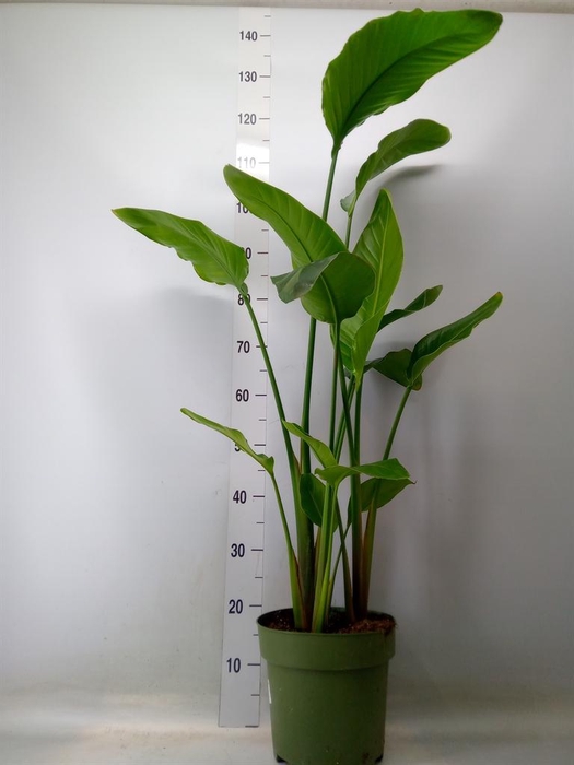 <h4>Strelitzia nicolai</h4>