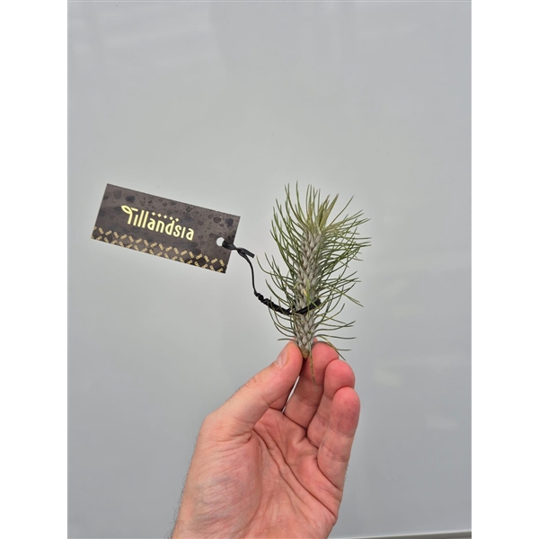 <h4>Tillandsia Funkiana "Straight" met Label</h4>