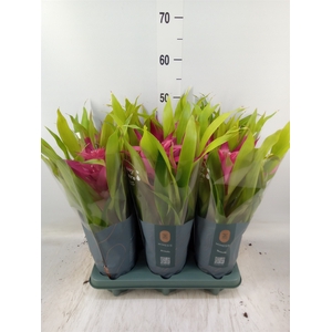 Guzmania  'Deseo Pink'