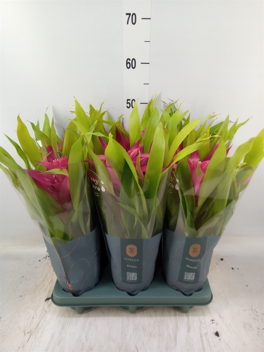 <h4>Guzmania  'Deseo Pink'</h4>