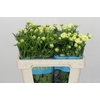 Ranunculus Butterfly Graces