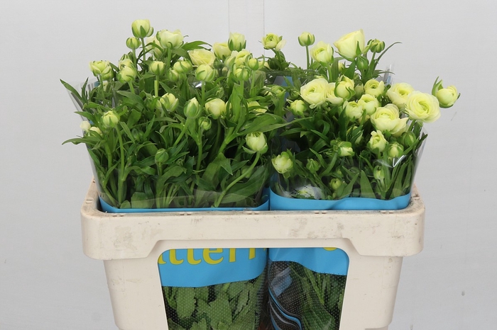 Ranunculus Butterfly Graces