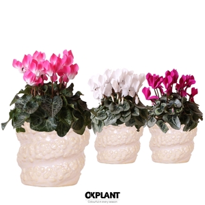 Cyclamen mix in Octopus pot pink