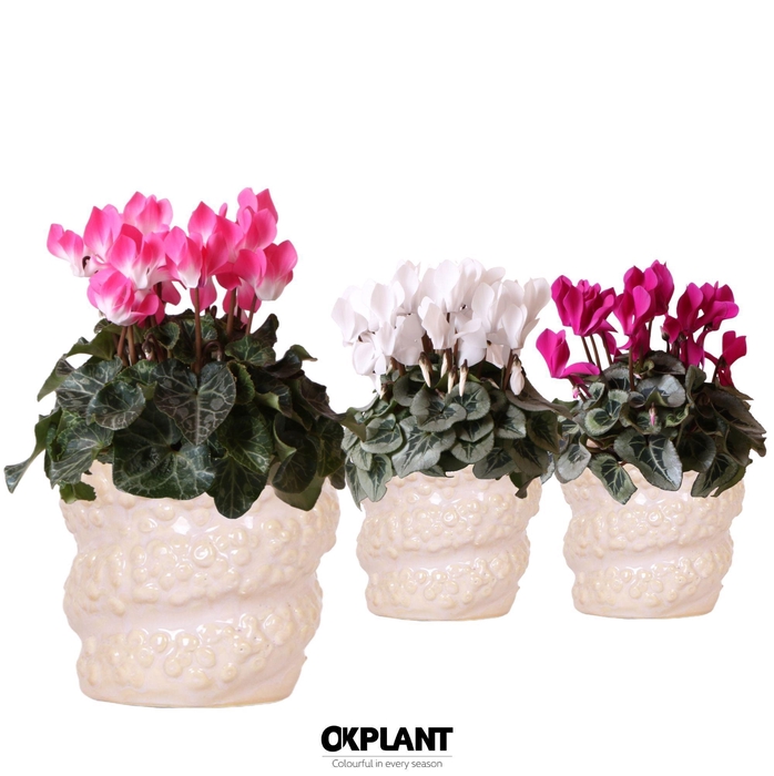 <h4>Cyclamen mix in Octopus pot pink</h4>
