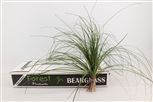 Xerophyllum tenax Beargrass per bos