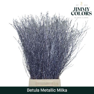 Betula L70 Mtlc. Milka