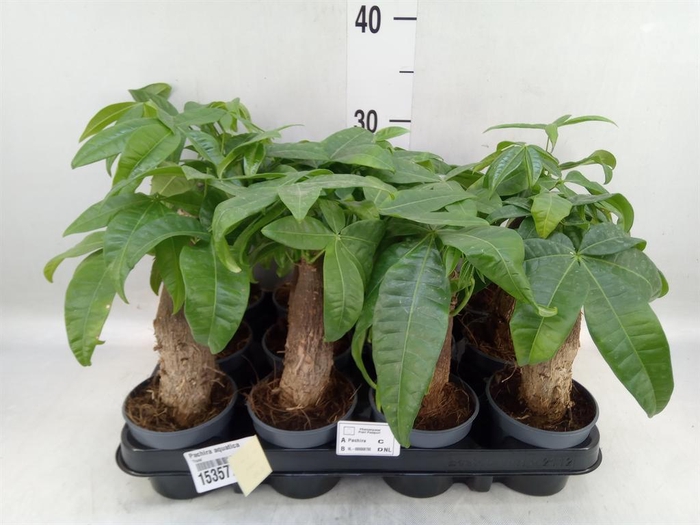 <h4>Pachira aquatica</h4>