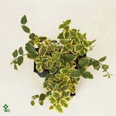 Vinca Major 'Variegata'