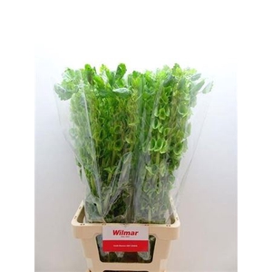 Moluccella Stuk