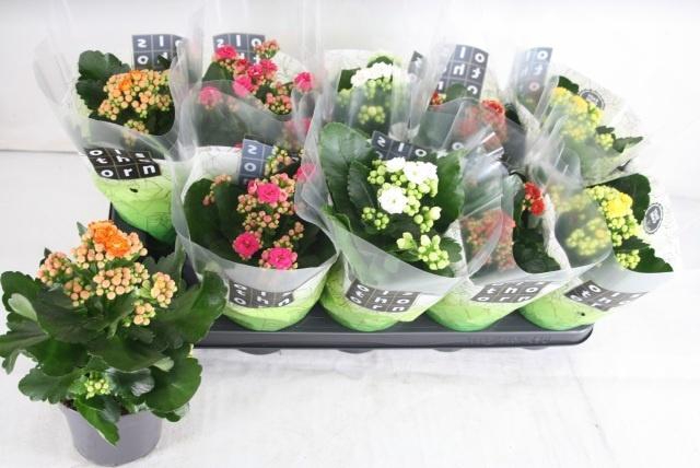 <h4>KAL GE GEM 5 KL</h4>