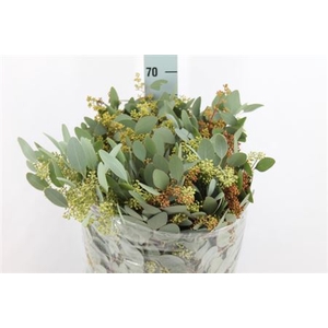 Euca Populus Bes Lang 300 Gram
