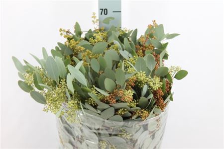 <h4>Euca Populus Bes Lang 300 Gram</h4>