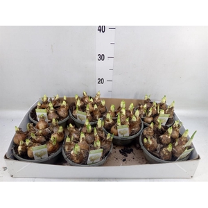 Narcissus DU 'Bridal Crown'