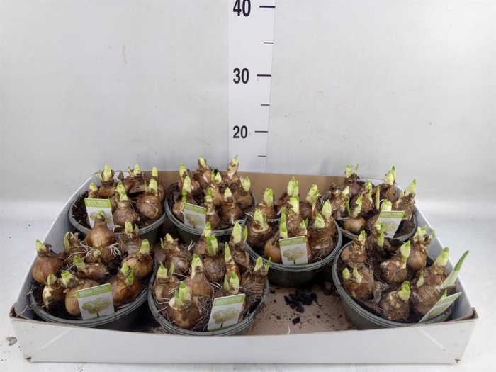 <h4>Narcissus DU 'Bridal Crown'</h4>