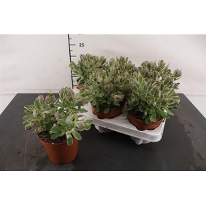 Crassula 12 Cm. P. Swaziensis Variegata