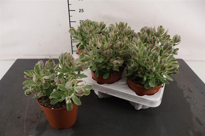 <h4>Crassula 12 Cm. P. Swaziensis Variegata</h4>