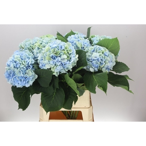 Hyd Verena Blue Classic