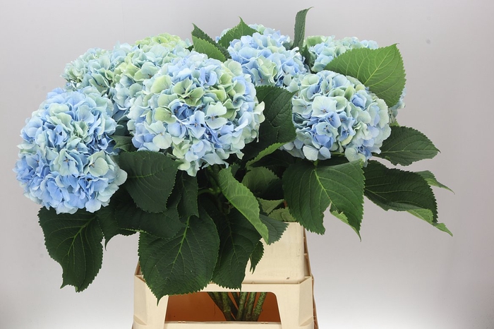 <h4>Hyd Verena Blue Classic</h4>