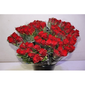 R Gr Simply Red+ X10