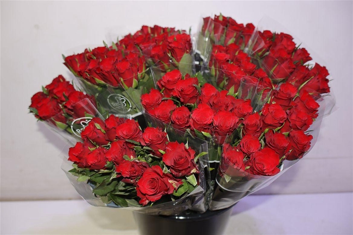 <h4>R Gr Simply Red+ X10</h4>